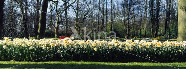 Narcis (Narcissus spec.)