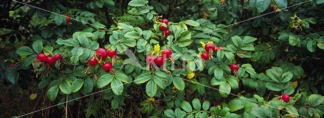 Rimpelroos (Rosa rugosa)