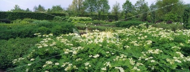 Sweet Cicely (Myrrhis odorata)