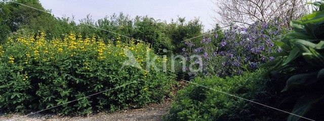 false lupin (Thermopsis lanceolata)