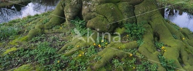 Lesser Celandine (Ranunculus ficaria)