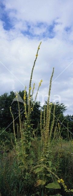 Stalkaars (Verbascum densiflorum)