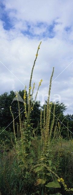 Denseflowered Mullein (Verbascum densiflorum)