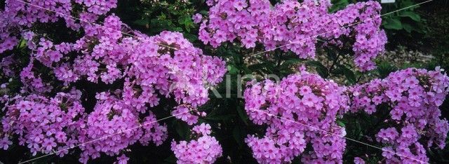 Cleft Phlox (Phlox bifida)