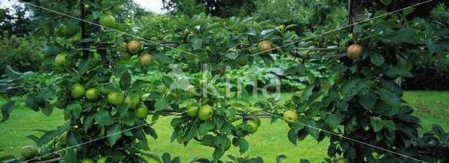 Crab Apple (Malus sylvestris)