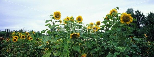 Zonnebloem (Helianthus annuus)