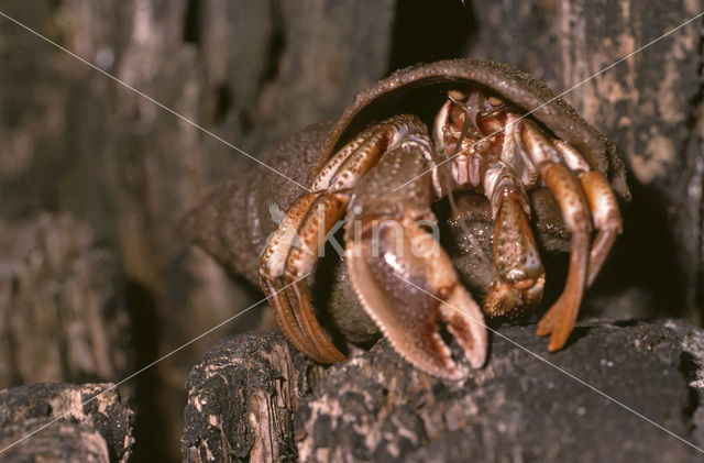 Common hermit crab (Pagurus bernhardus)