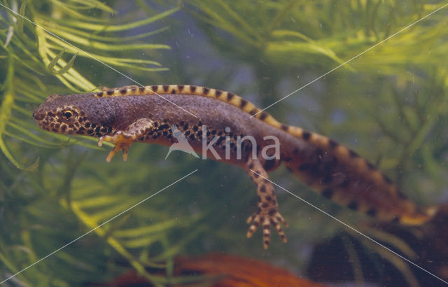 Alpenwatersalamander