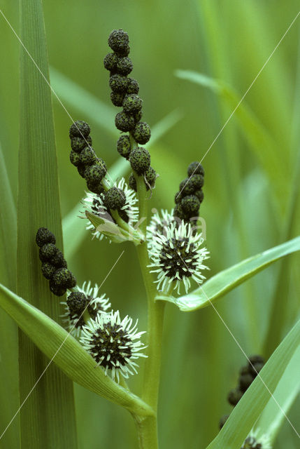 Grote egelskop (Sparganium erectum erectum)