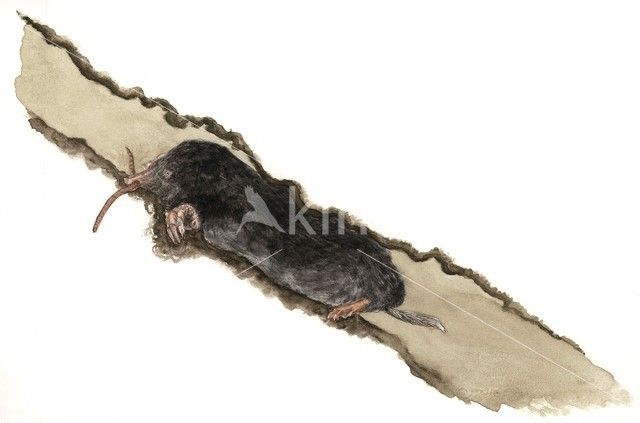Mol (Talpa europaea)