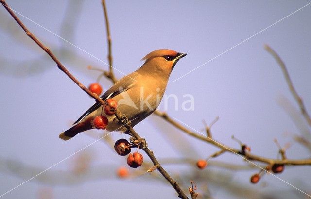 Pestvogel (Bombycilla garrulus)