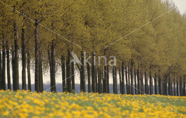 Poplar (Populus spec.)