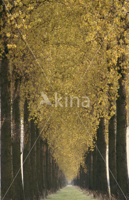 Poplar (Populus spec.)