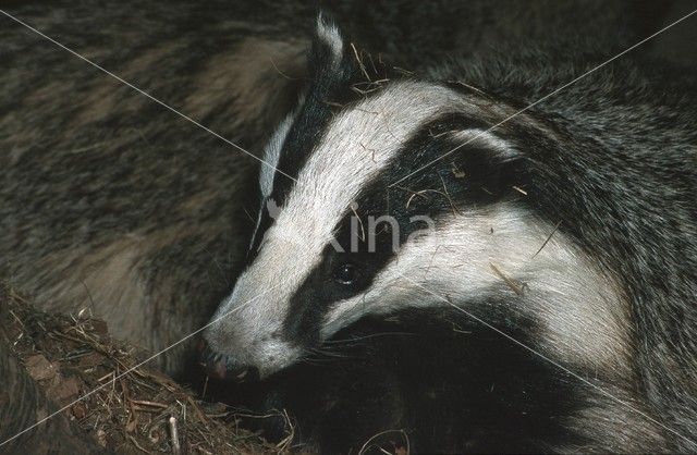 Badger (Meles meles)