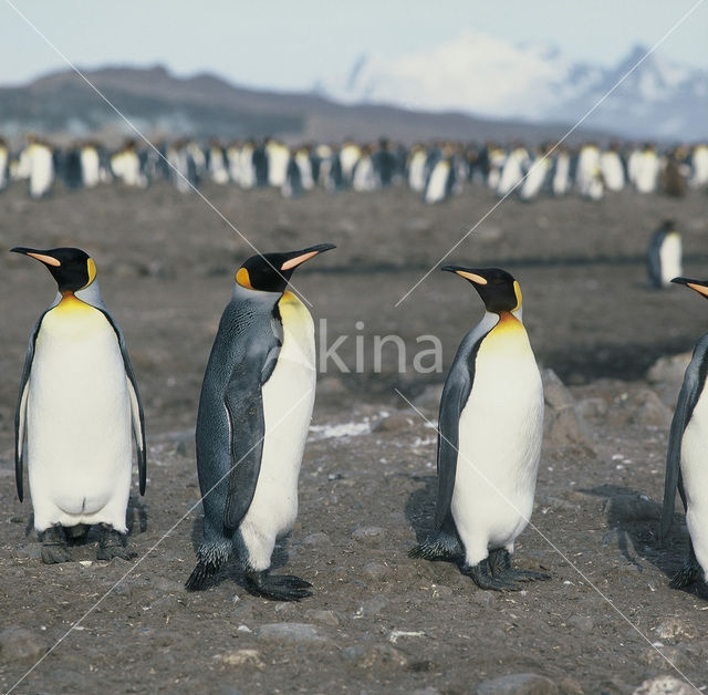 King penguin (Aptenodytes patagonicus)