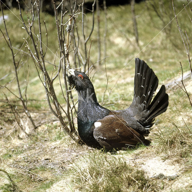 Eurasian Capercaillie (Tetrao urogallus)