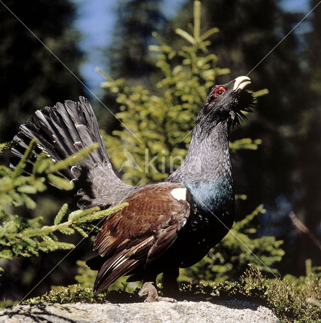 Eurasian Capercaillie (Tetrao urogallus)