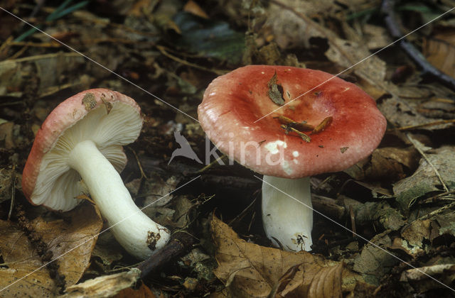 Sickener (Russula emetica)