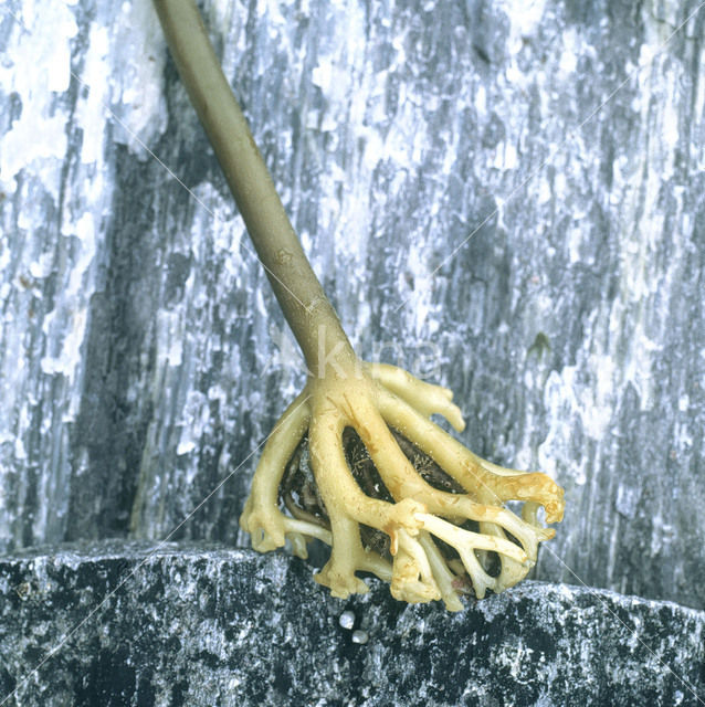 Cuvie (Laminaria hyperborea)