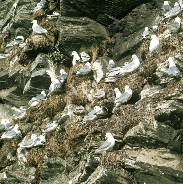 Black-legged Kittiwake (Rissa tridactyla)