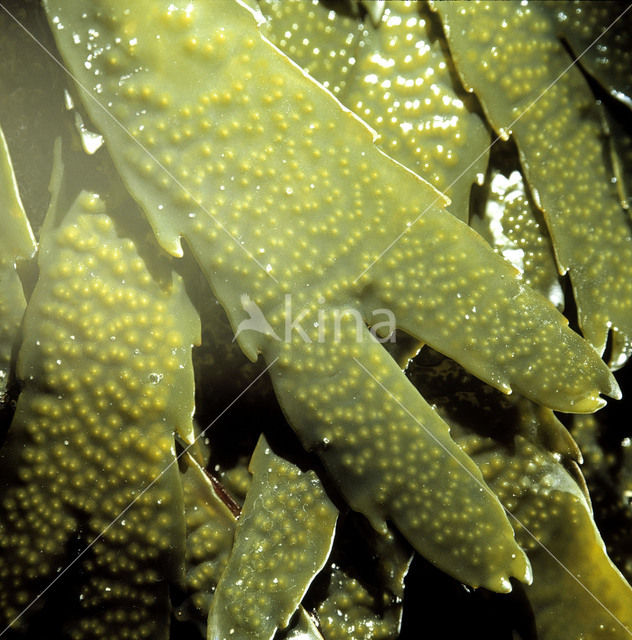 Gezaagde zeeeik (Fucus serratus)