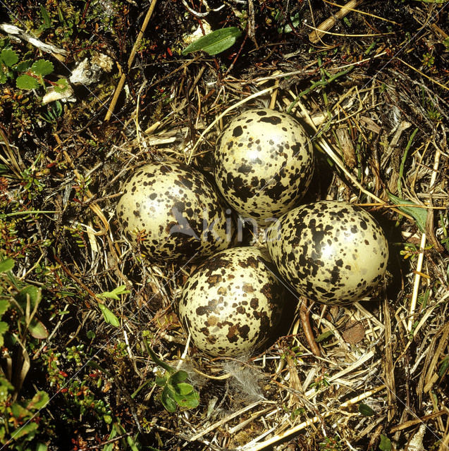 Goudplevier (Pluvialis apricaria)