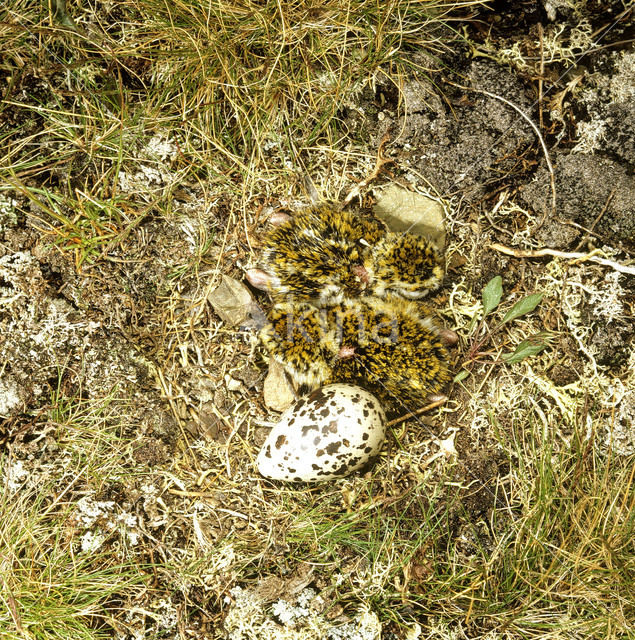 Golden Plover (Pluvialis apricaria)