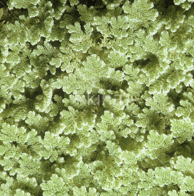 Waterfern (Azolla filiculoides)