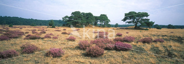 Grove den (Pinus sylvestris)