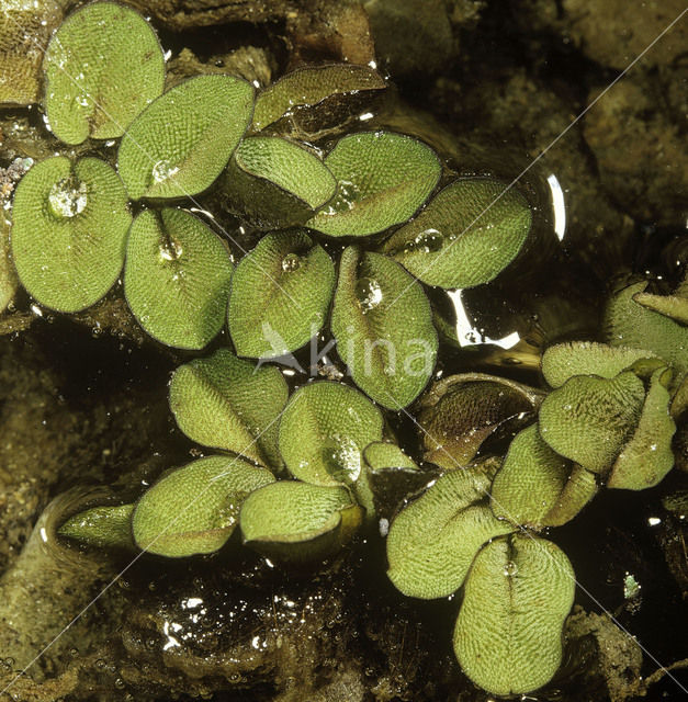 Floating Fern (Salvinia natans)