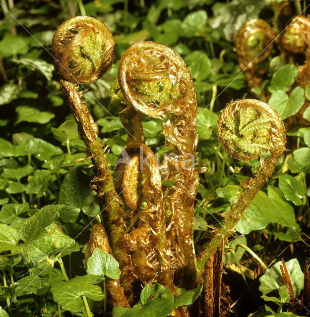 Mannetjesvaren (Dryopteris filix-mas)