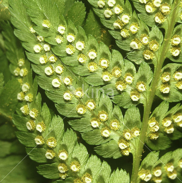 Mannetjesvaren (Dryopteris filix-mas)