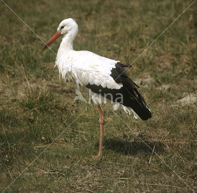 White Stork (Ciconia ciconia)