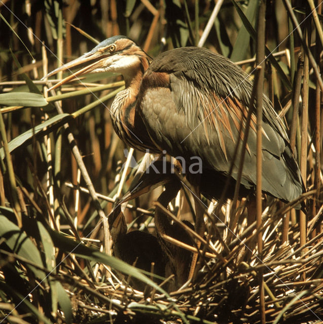 Purperreiger (Ardea purpurea)