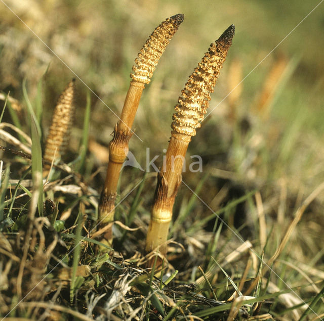 Great Horsetail (Equisetum telmateia)