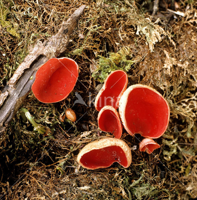 scarlet cup fungus (Sarcoscypha coccinea)