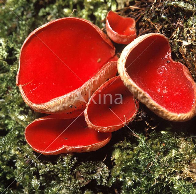 Rode kelkzwam (Sarcoscypha coccinea)