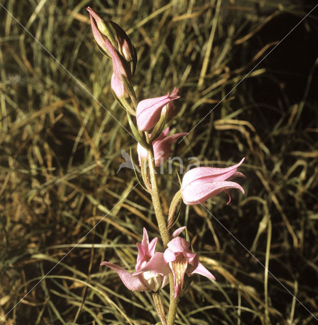 Rood bosvogeltje (Cephalanthera rubra)