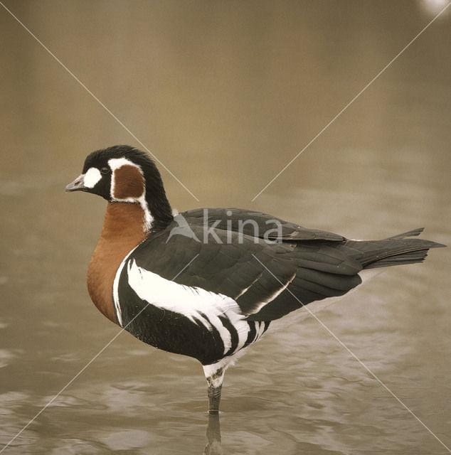 Roodhalsgans (Branta ruficollis)