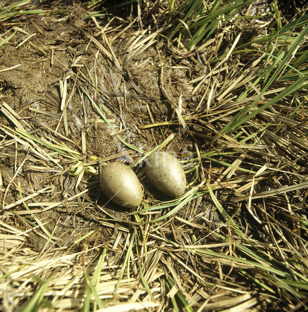 Roodkeelduiker (Gavia stellata)