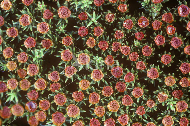 Bristly Haircap (Polytrichum piliferum)