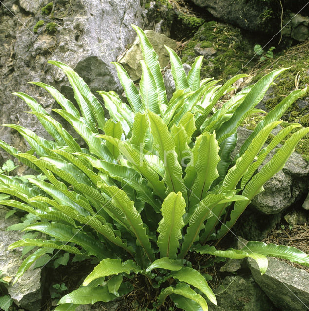 Hartstonque (Asplenium scolopendrium)