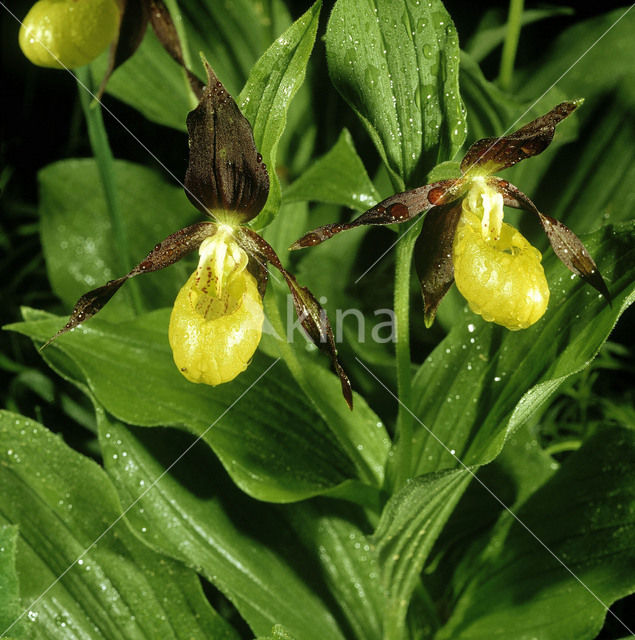 Lady’s slipper (Cypripedium calceolus)