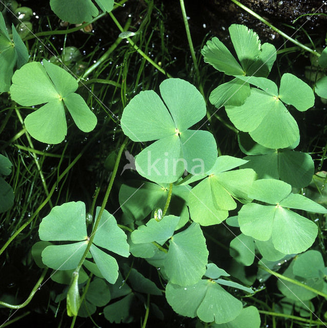 Waterklavervaren (Marsilea quadrifolia)