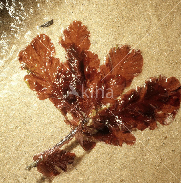 See beech (Delesseria sanguinea)