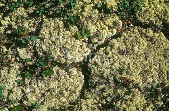 Bekermos (Cladonia spec.)