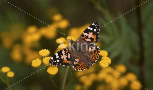 Distelvlinder (Vanessa cardui)