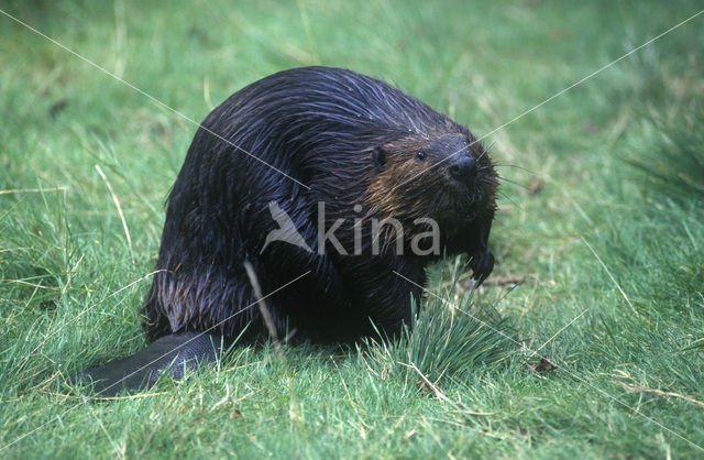 Europese bever (Castor fiber)