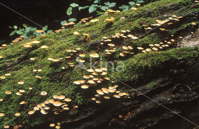 Sulphur tuft (Hypholoma fasciculare)