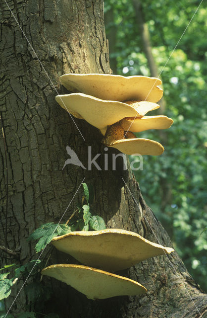 Zadelzwam (Polyporus squamosus)